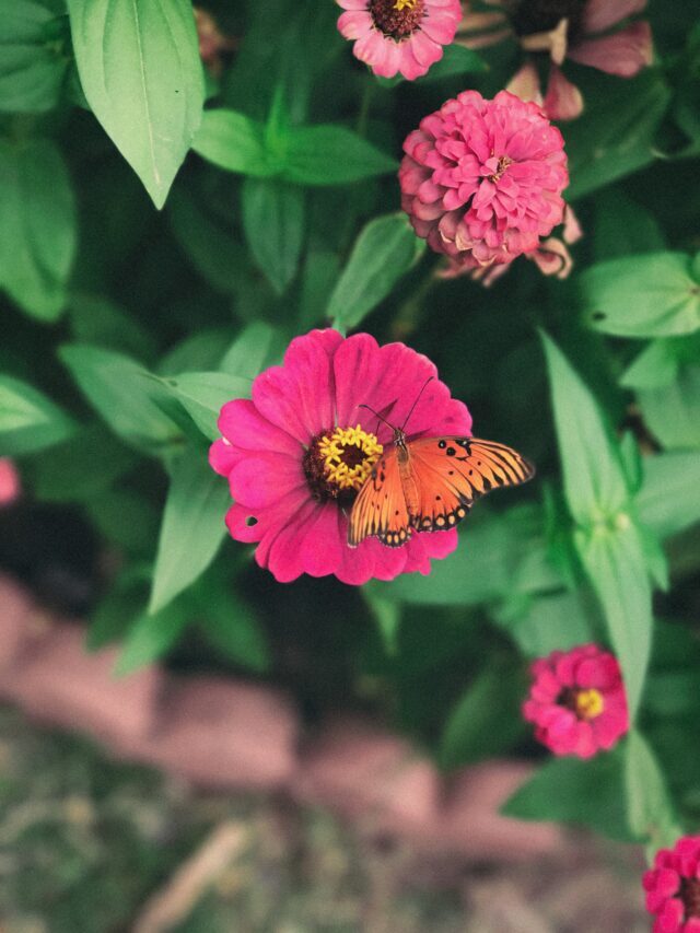 How To Plant, Grow & Care For Zinnia