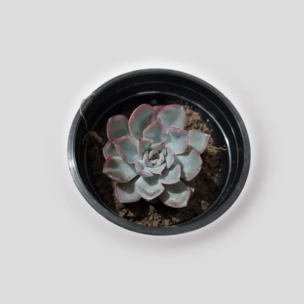 echeveria-plant-for-sale