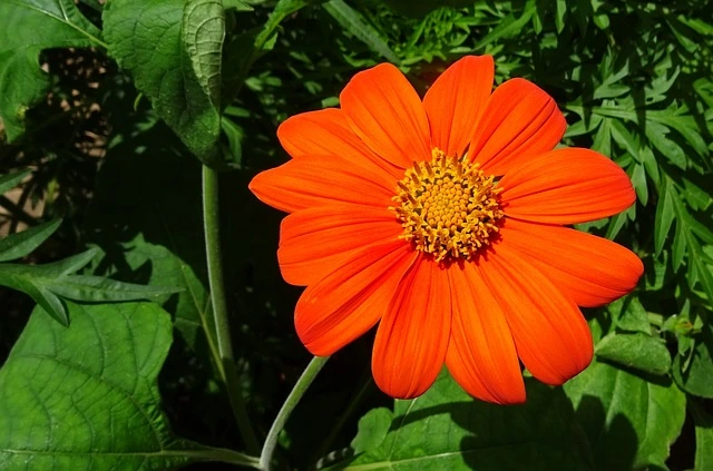 mexican-sunflower-plant