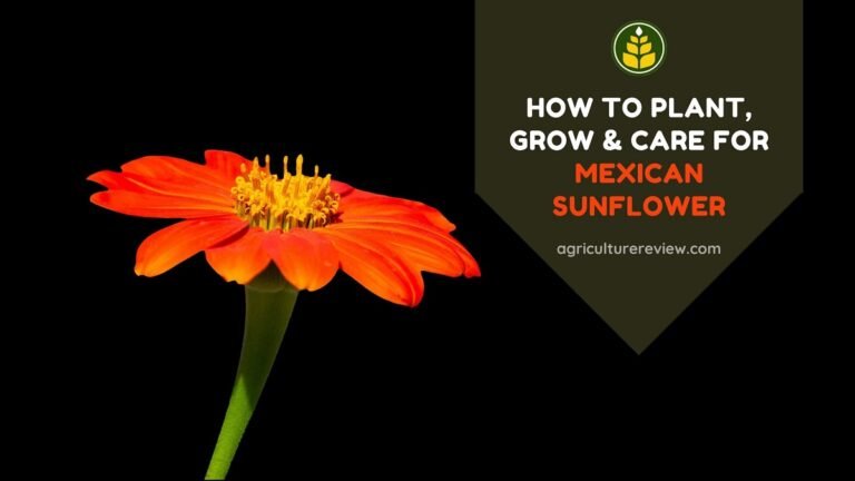 How To Plant, Grow & Care For Mexican Sunflower