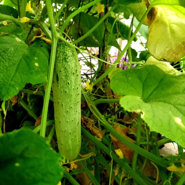 ripe-cucumber