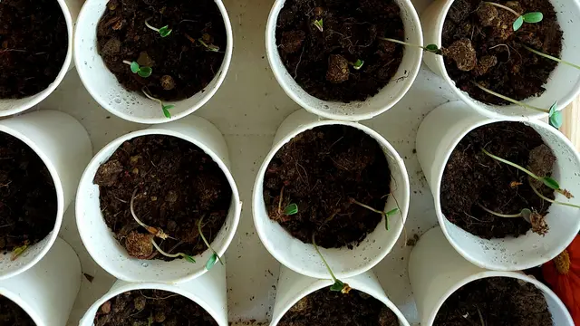 seedlings-of-tithonia