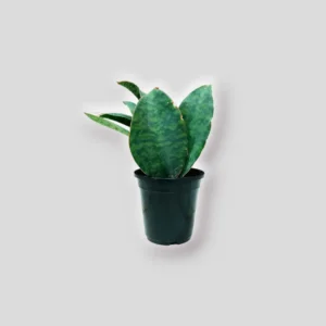whale-fin-snake-plant