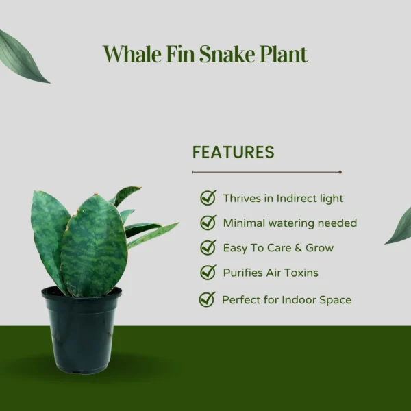 whale-fin-snake-plant-features