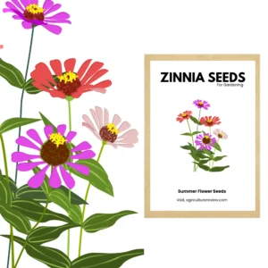 zinnia-dahlia-double-mixed-seeds-for-gardening