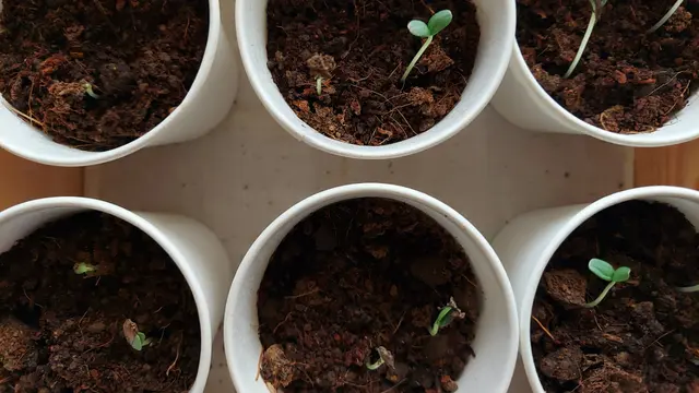 zinnia-seeds-germination