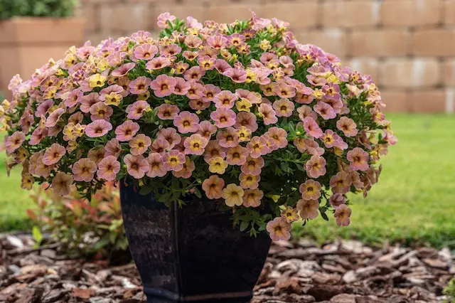 calibrachoa plant