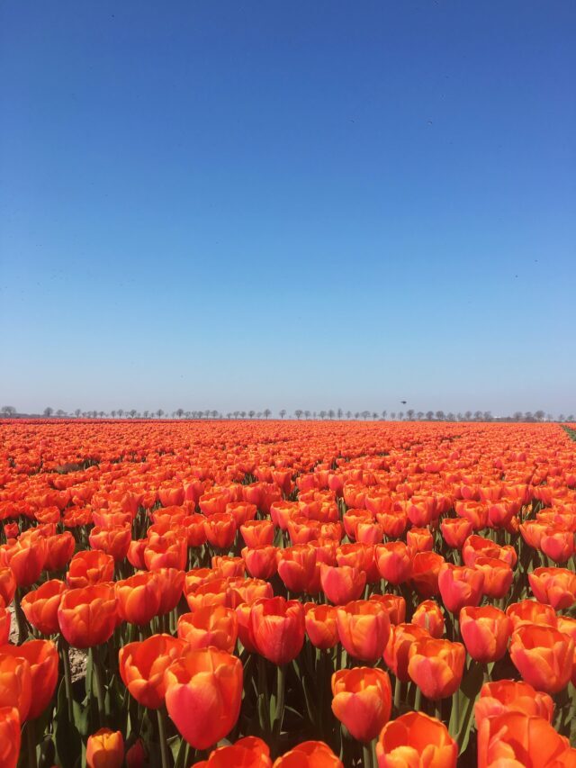 Best Places to See Tulips in the Netherlands
