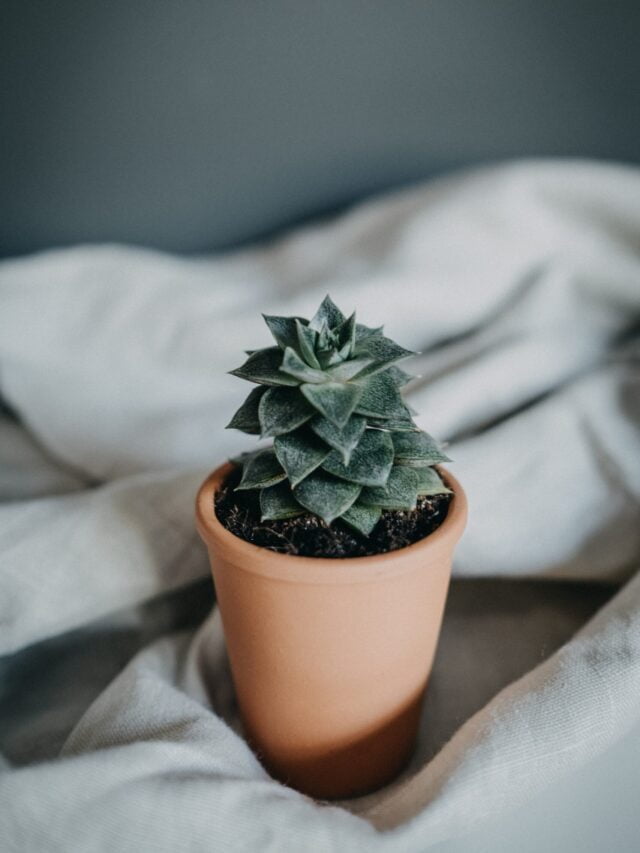 Best Soil For Growing Succulents & Cactus