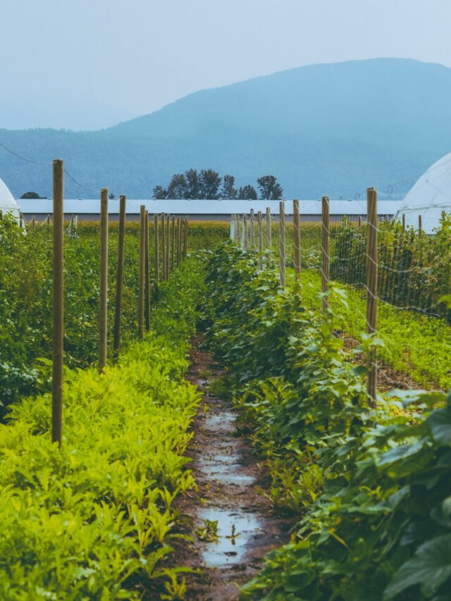 experimental agriculture