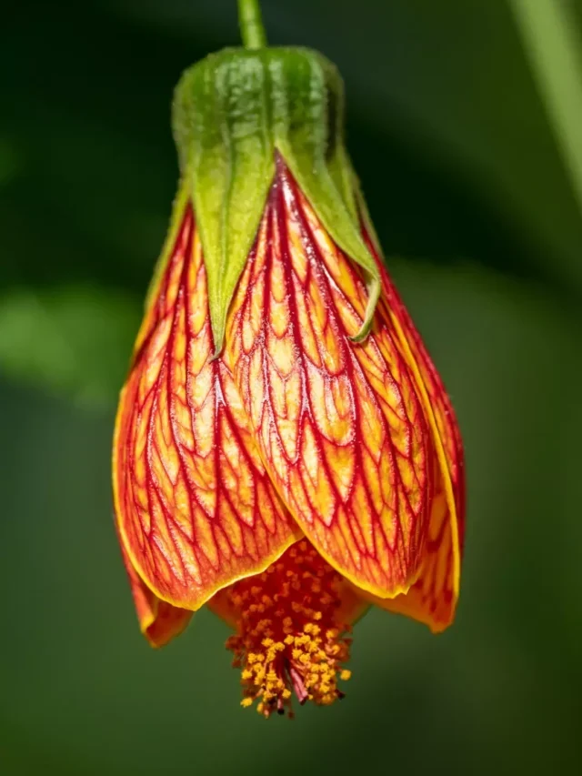How To Grow & Care For Chinese Lantern