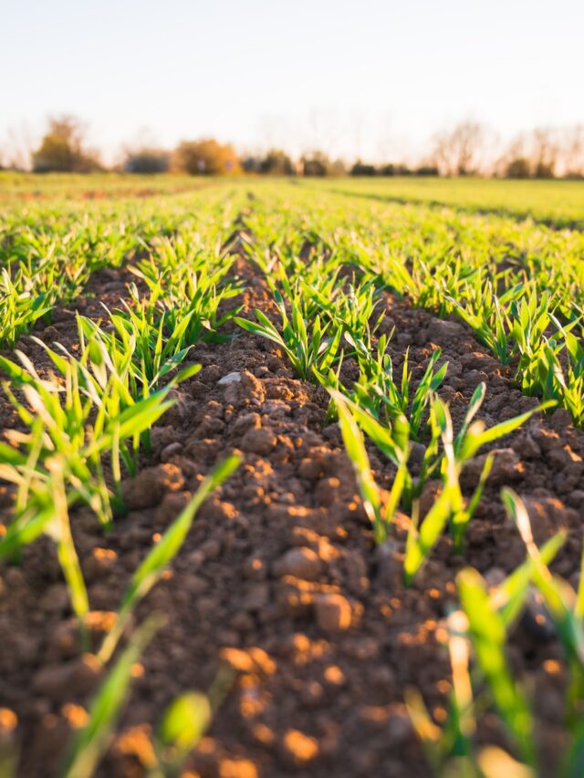 converting-from-chemical-to-sustainable-farming