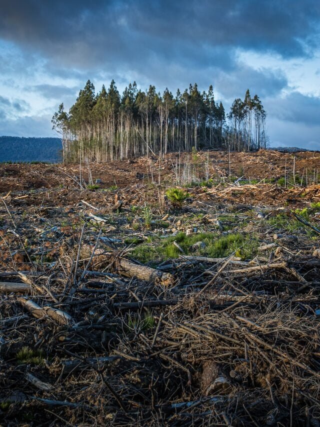 The Devastating Effects Of Climate Change