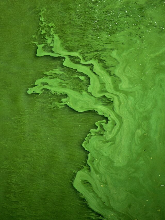 The Damaging Effects of Eutrophication