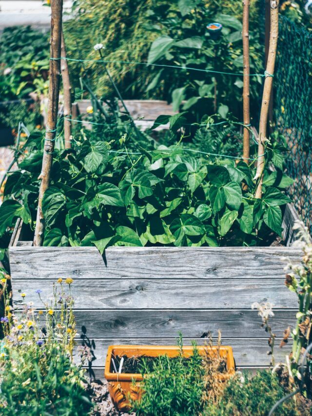 The Art of French Intensive Gardening