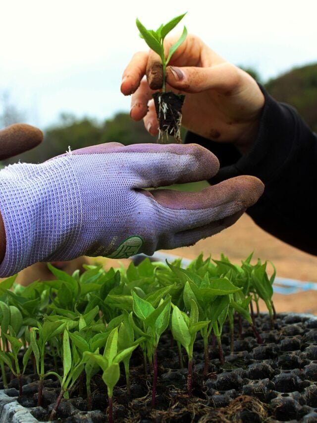 Gardening Tips & Tricks That Gardener Should Know