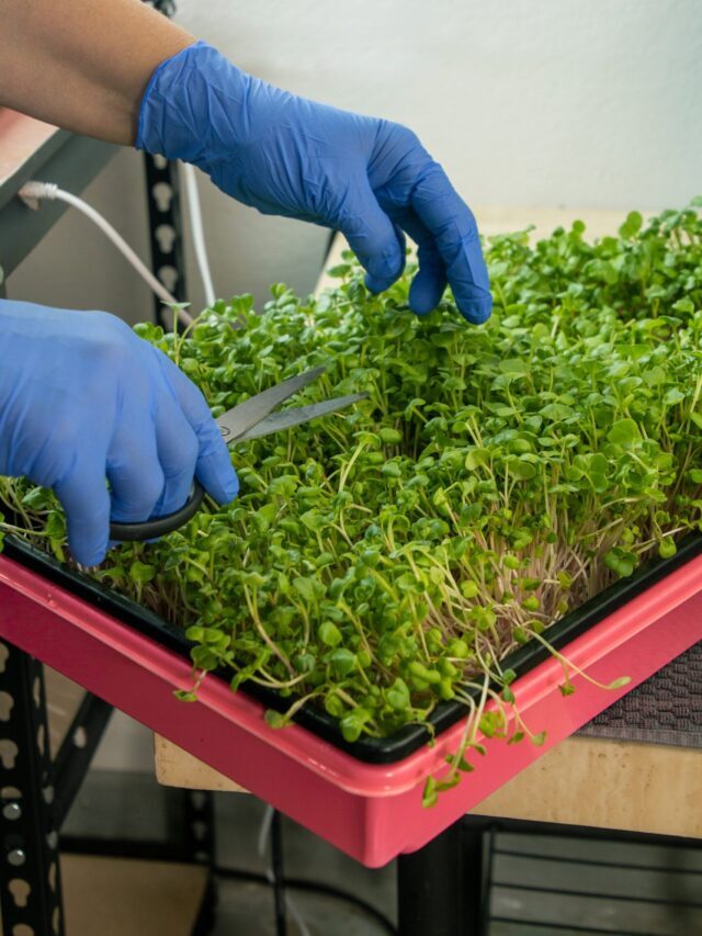 Beginner’s Guide To Grow Nutritious Microgreens at Home