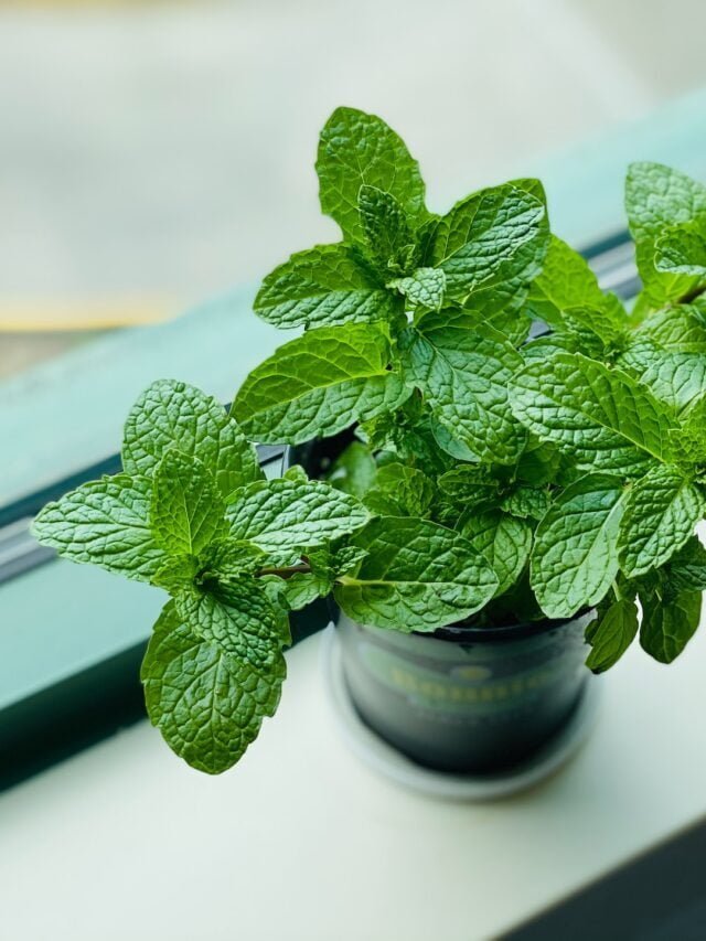 Herbal Plants That You Can Grow In Shade