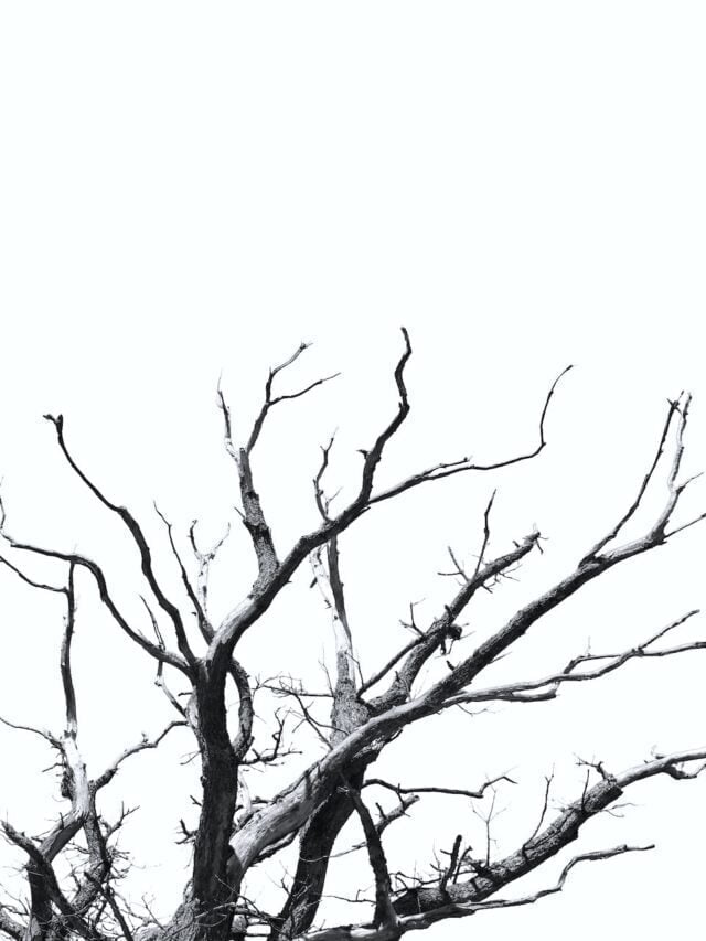 How To Control Root Rot In Plants