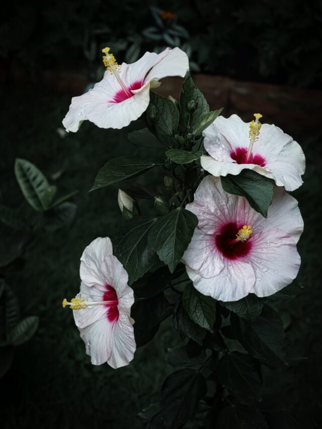 How To Get Intense Flowering In Hibiscus Plant