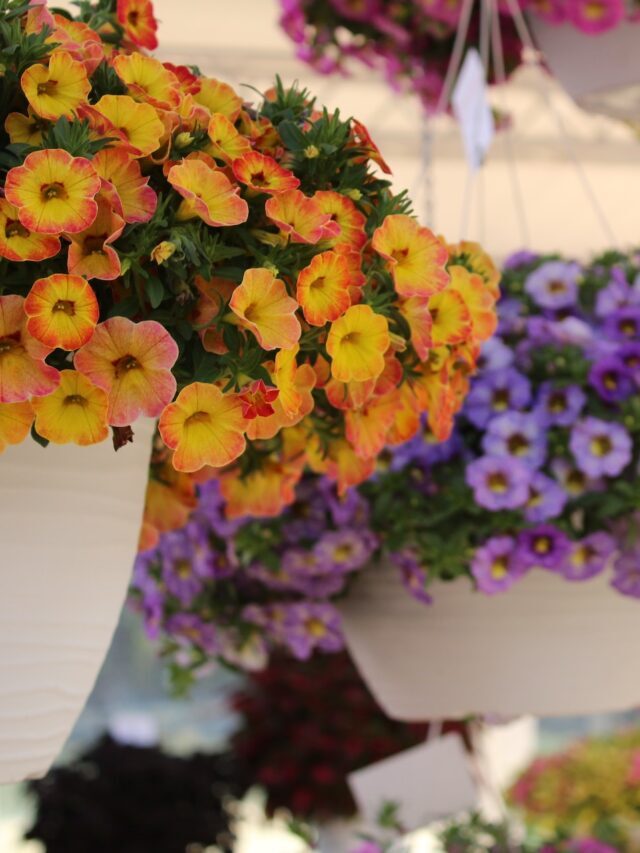How To Grow & Care For Calibrachoa