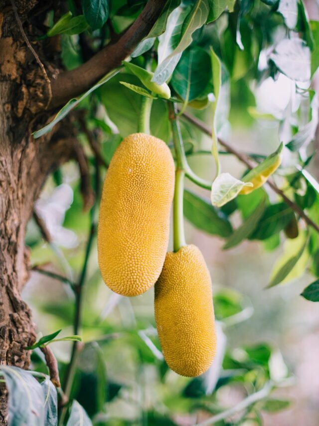 How To Grow & Care For Jackfruit Tree