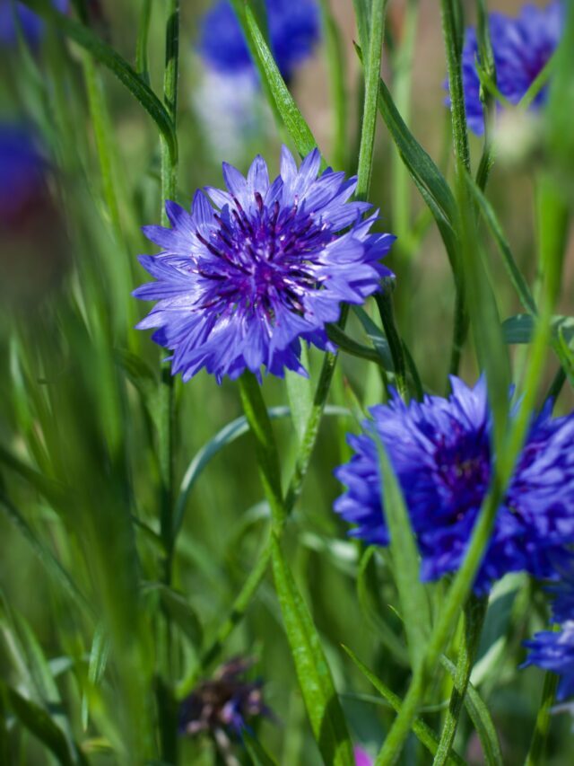 How To Plant, Grow & Care For Cornflower