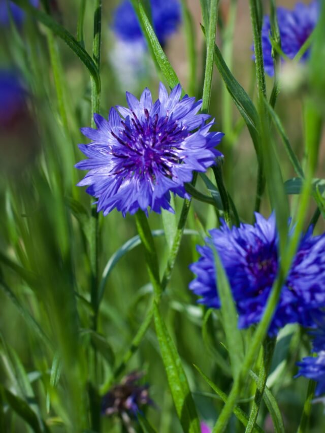 How To Plant, Grow & Care For Cornflower Agriculture Review