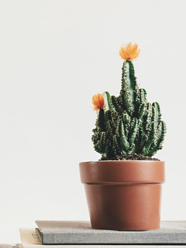 How To Plant, Grow & Care For Fairy Castle Cactus