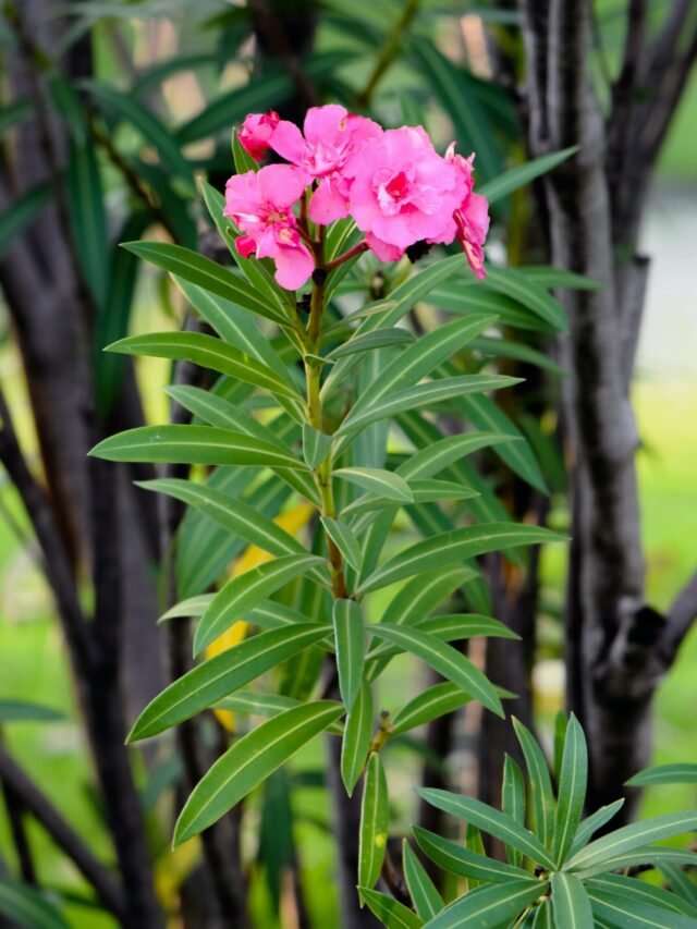 How To Plant Grow And Care For Oleander Agriculture Review