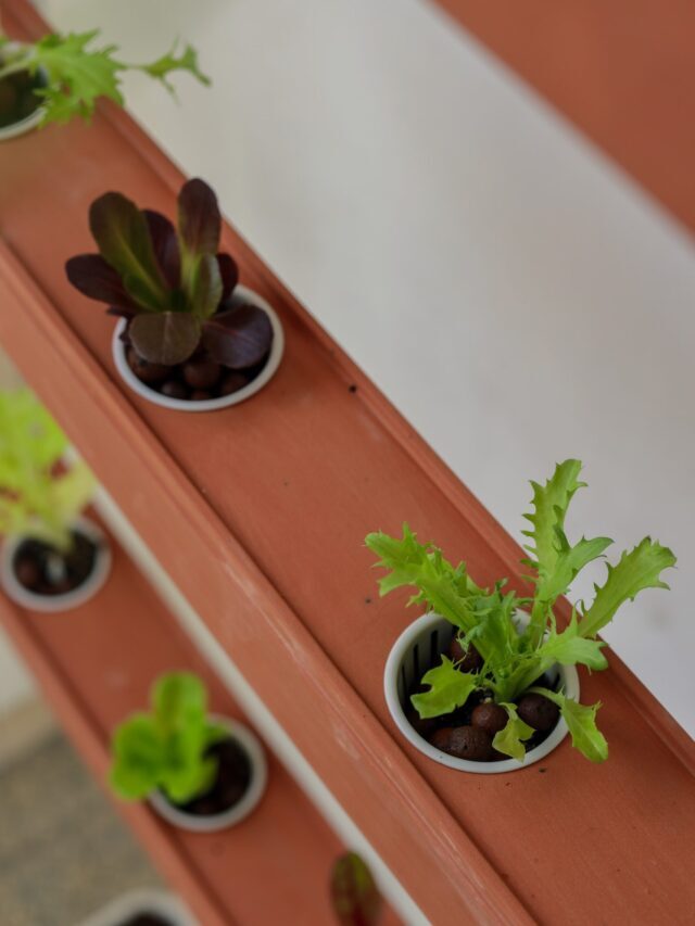How To Start Hydroponic Farming At Home For Beginners