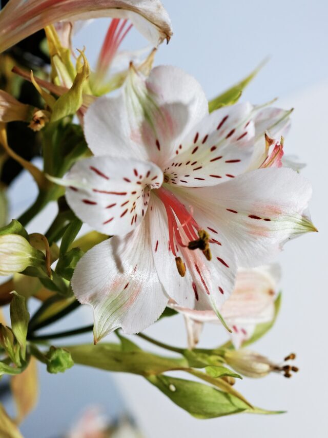 Lilium Farming: Growing Beautiful Lilies for Profit