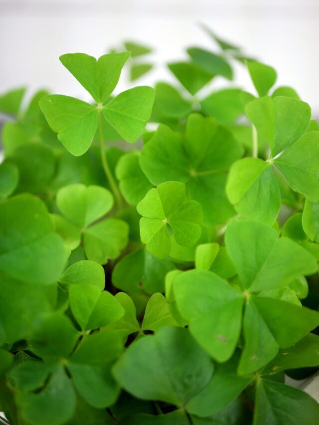 Lucky Plants to Bring Prosperity & Fortune