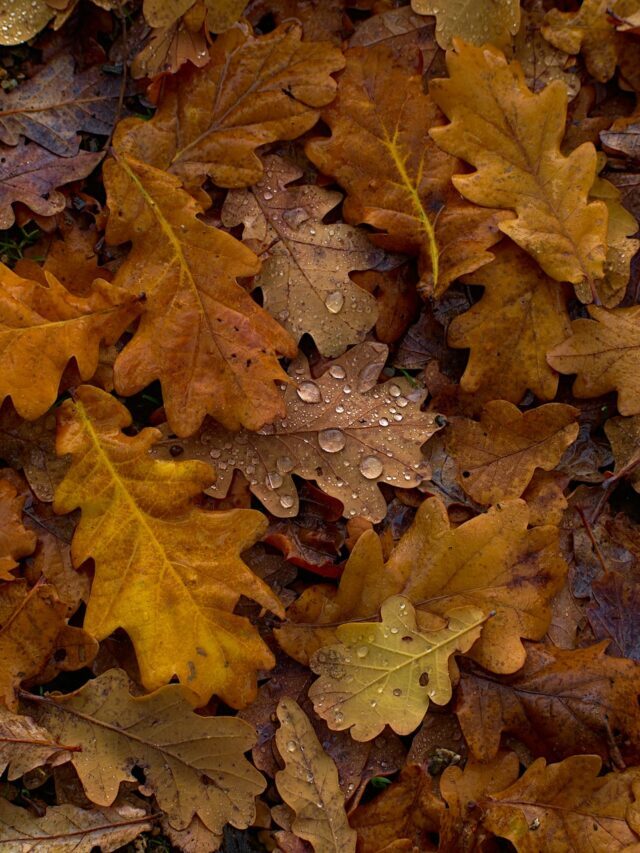 Organic Leaf Compost: Benefits & Usage
