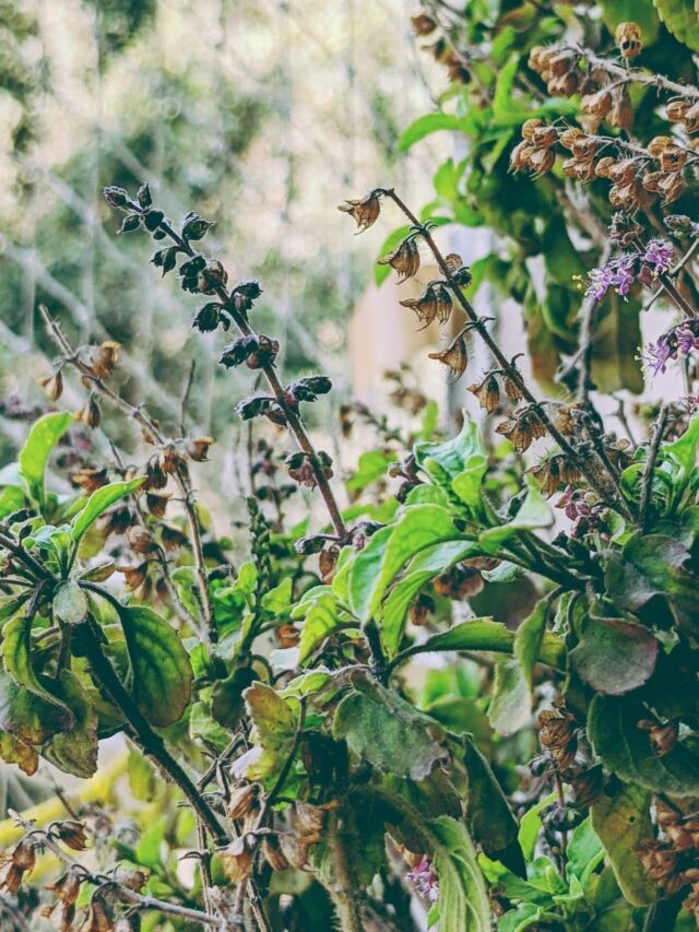 Prevent Your Tulsi Plant from Drying Up