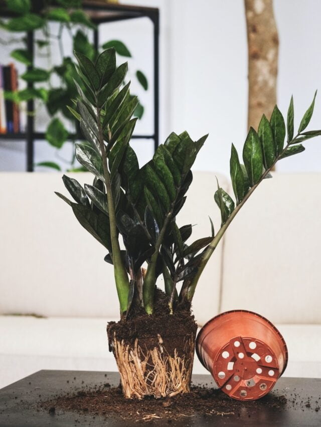 Know The Right Time To Start Repotting Your Plants