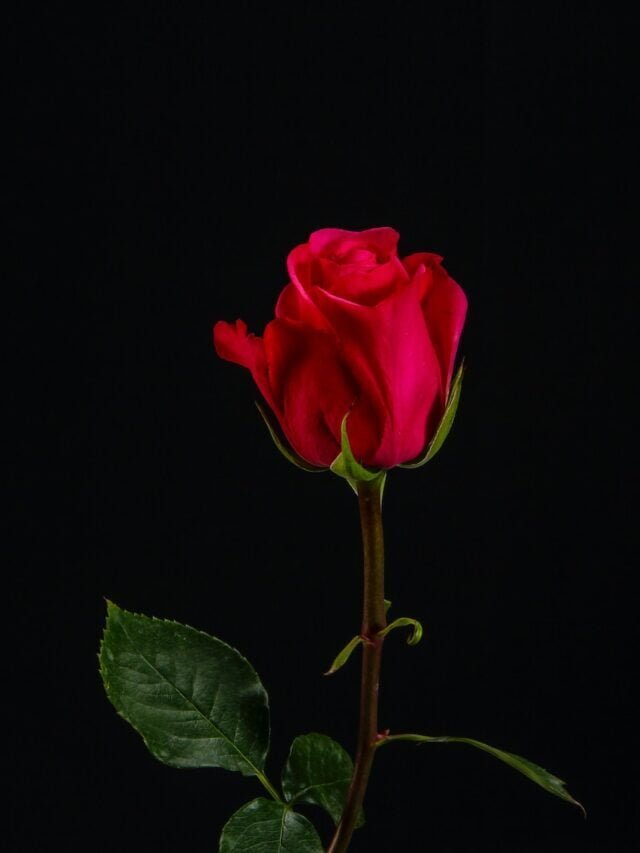 Which Potting Soil Is Good For Growing Roses
