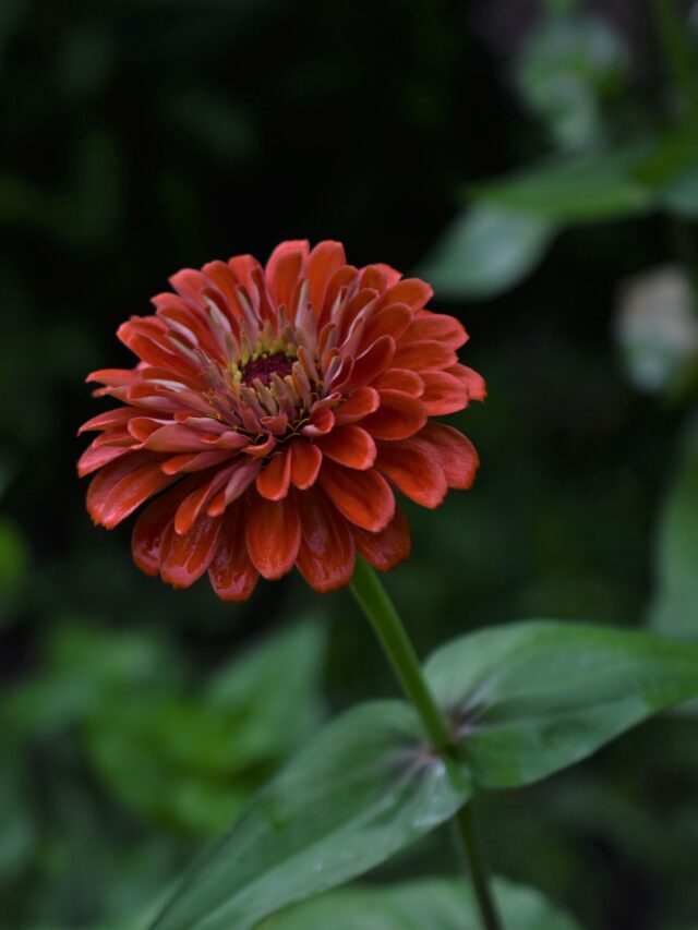 Start Growing These Flowering Plants in April