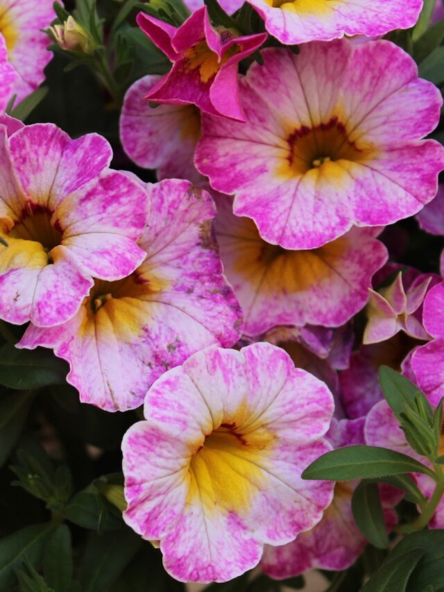 Summer Flowering Plants For Hanging Baskets