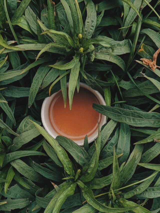 Tea Farming Is A Lucarative & Sustainable Business