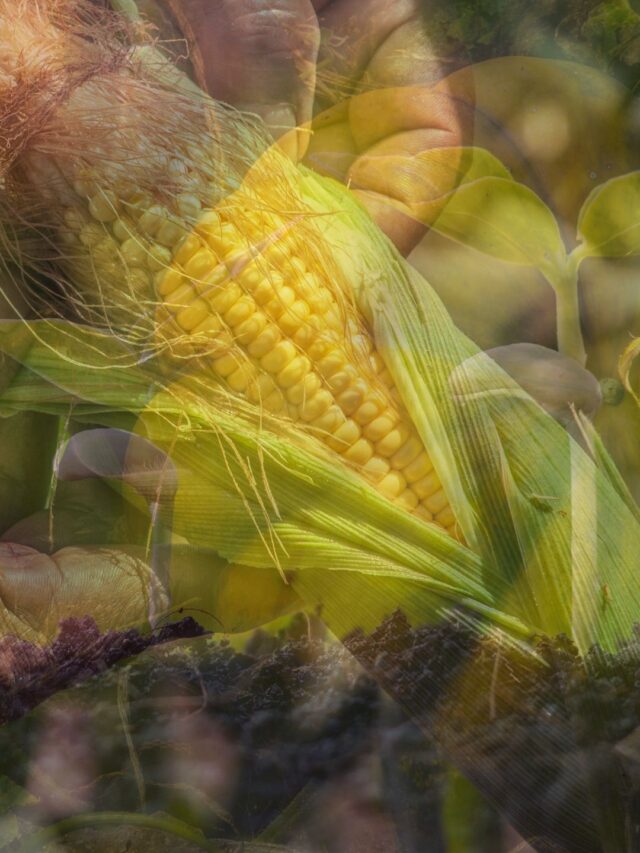 three-sisters-gardening