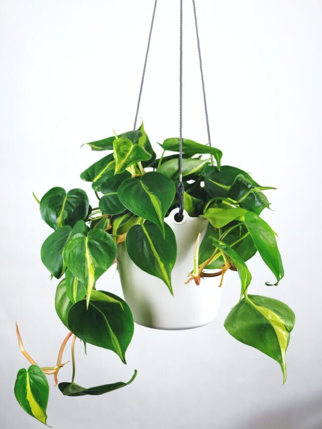 How to Stay Safe From Toxic Houseplants