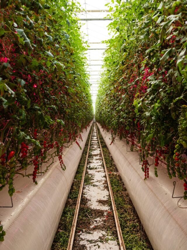 Is Vertical Farming An Innovative Solution For Sustainability