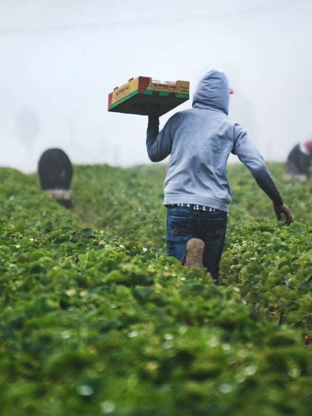 What Is Collective Farming: Merits & Demerits