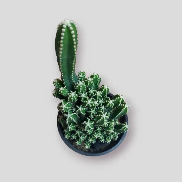 fairy-castle-cactus-plant-for-sale