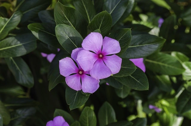periwinkle plant care