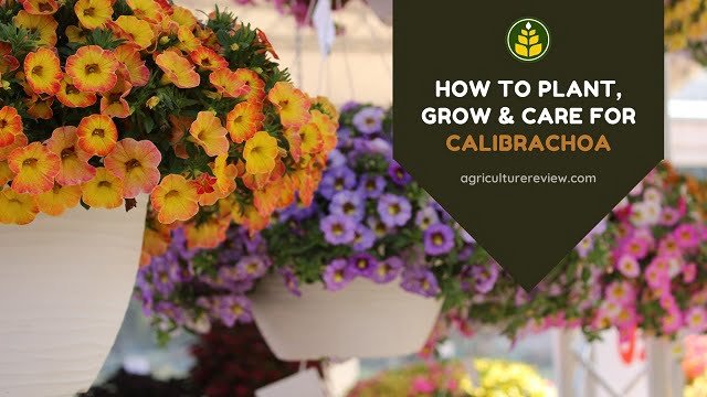 How To Plant, Grow & Care For Calibrachoa (Million Bells)