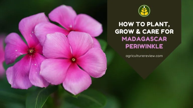 How To Plant, Grow & Care For Madagascar Periwinkle