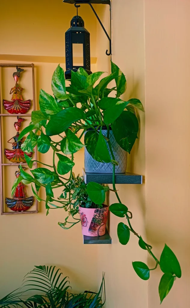 pothos-by-varsha-more