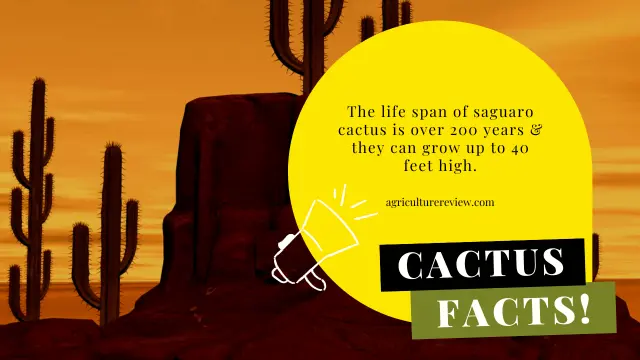 saguaro-cactus-facts